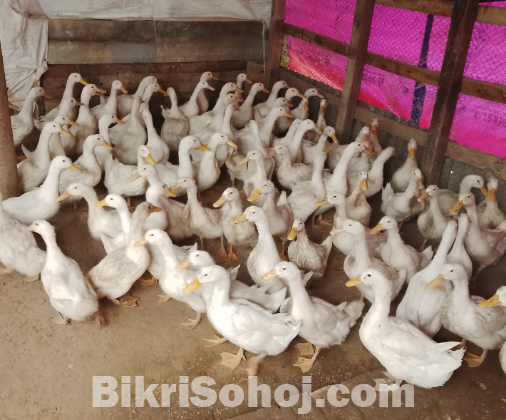 বেইজিং হাস